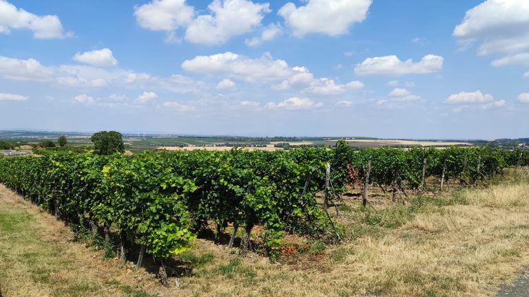 Wandern: Planwagenfahrt in Rheinhessen – früher auch „hessische Pfalz“ genannt